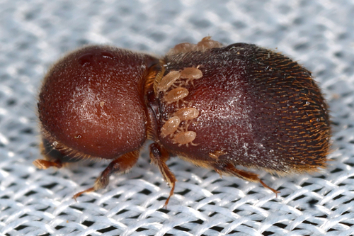 Schedlia