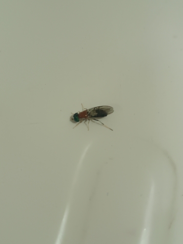 Sargus thoracicus