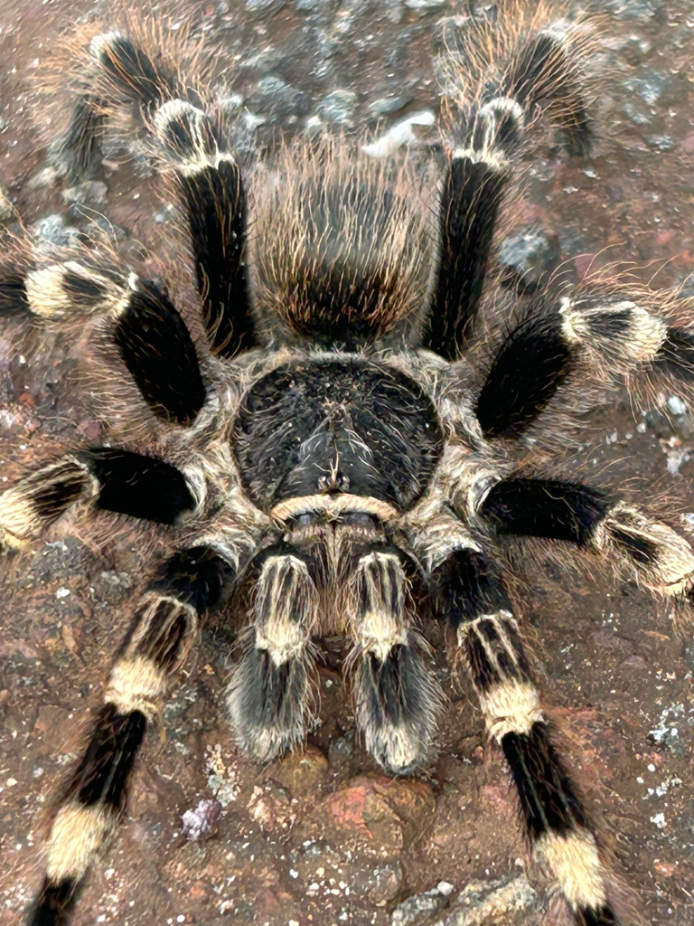 Brazilian Black-and-white Tarantula (Nhandu coloratovillosus
