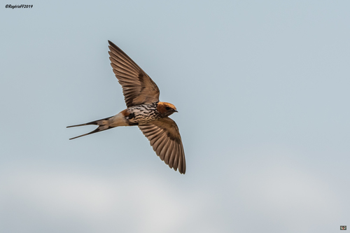 Lesser Striped Swallow