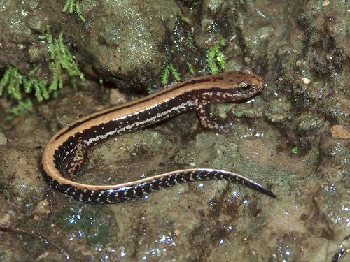 Three-lined Salamander
