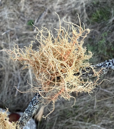 iNaturalist observation photo of Red Beard Lichen