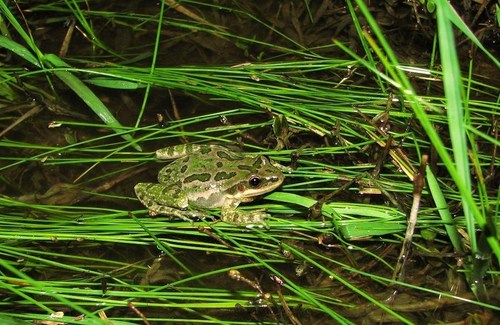 Spotted Chorus Frog