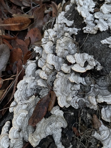 iNaturalist observation photo of Stereum fasciatum