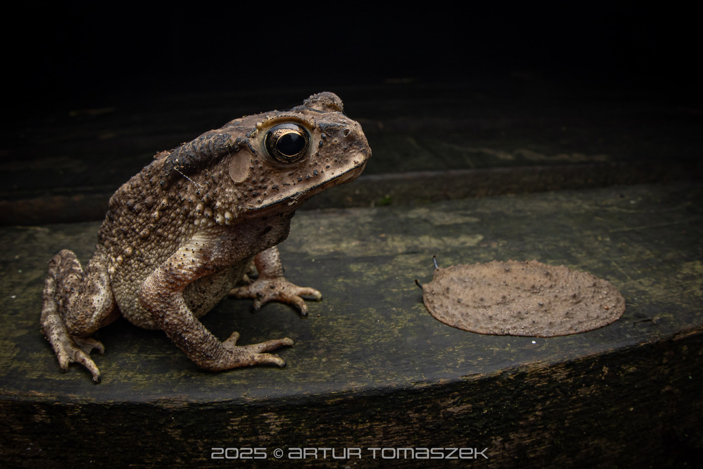 아시아검은안경두꺼비 in 1월 2025 by Artur Tomaszek · iNaturalist 아시아검은안경두꺼비 (Duttaphrynus melanostictus)