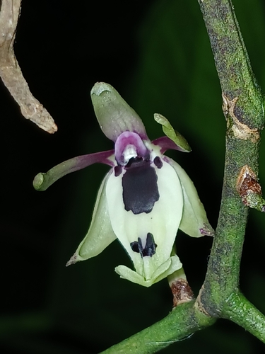 Luisia macrantha