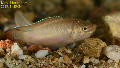 Round-tailed Paradisefish