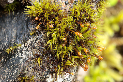 Tawny Fork Moss (Arctoa fulvella)