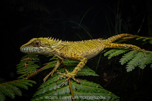 Gonocephalus robinsonii