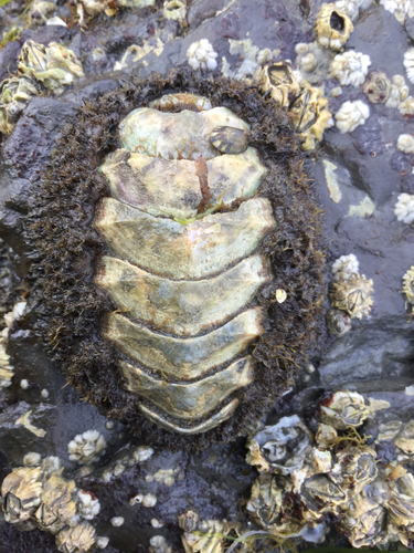 Mossy Chiton