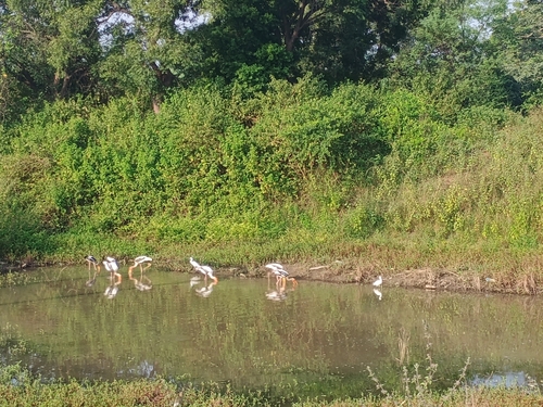 Painted Stork