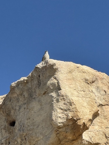 Red-tailed Wheatear