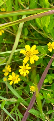 Aspilia bojeri