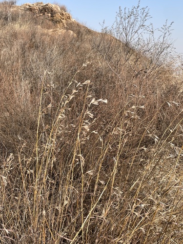 Kangaroo Grass
