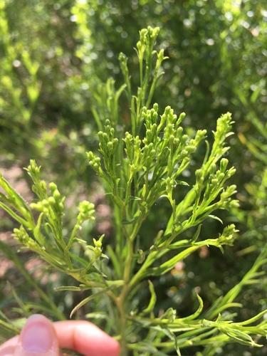 iNaturalist observation photo of Baccharis