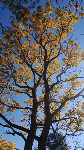 Roseodendron donnell-smithii - Leaves