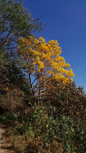 Roseodendron donnell-smithii - Whole tree