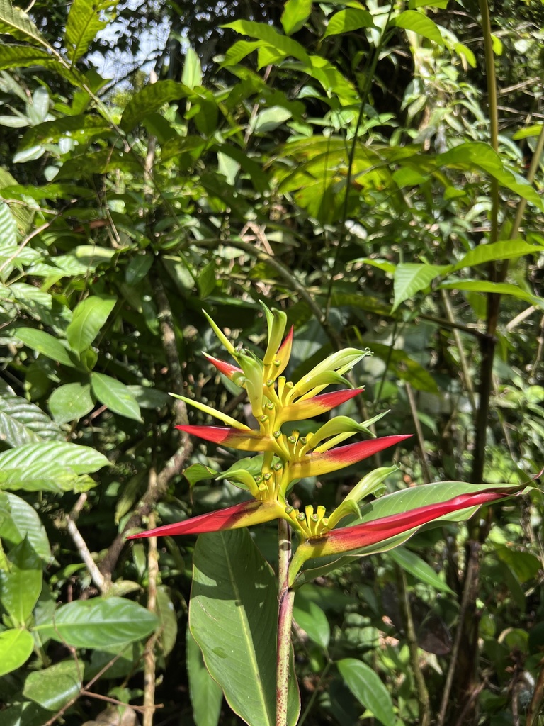 Heliconia cordata