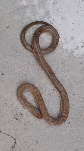 Yellow-bellied Liophis