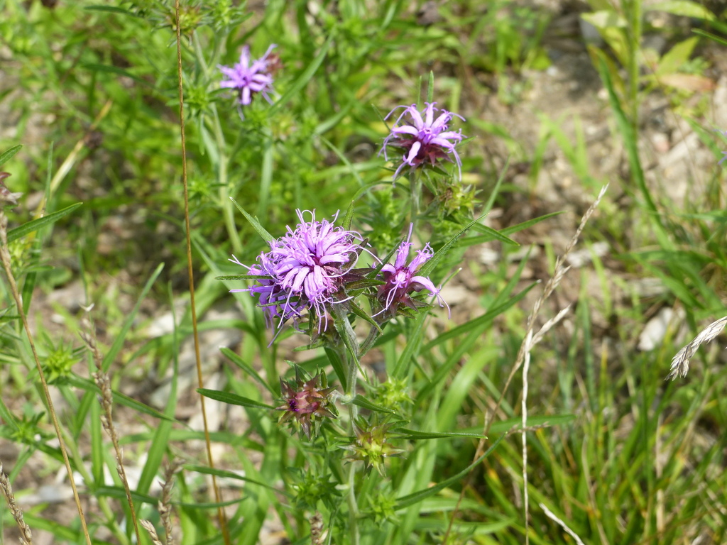 Liatris squarrosa squarrosa from bethpage state park playground on July ...