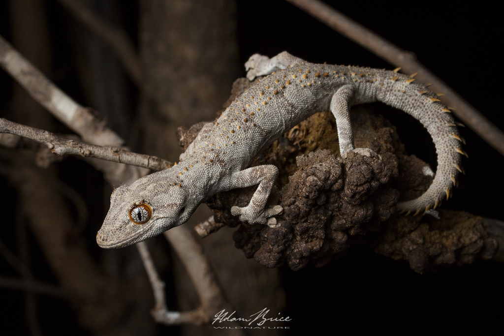 Northern Spiny-tailed Gecko