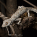 Northern Spiny-tailed Gecko - Photo (c) Adam Brice, all rights reserved, uploaded by Adam Brice