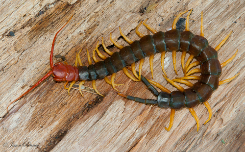 Scolopendra heros Girard, 1853