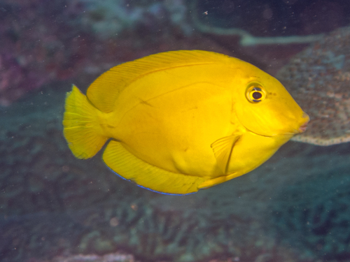 Orangeblotch Surgeonfish