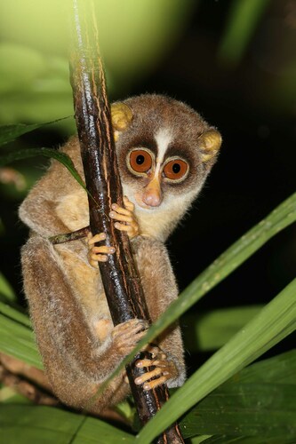 Red Slender Loris (Loris tardigradus) — Endangered Mammalia
