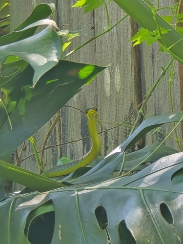 Common Tree Snake sighting