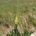 Stanleya viridiflora - Photo (c) brunsonm，保留所有權利