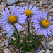Aster flaccidus - Photo (c) Harry Jans, todos os direitos reservados, uploaded by Harry Jans