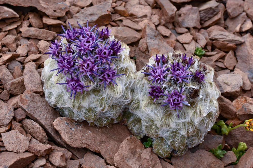 Genus Saussurea · iNaturalist