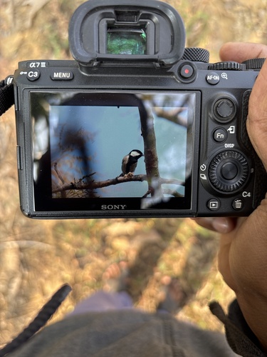 Asian Tit