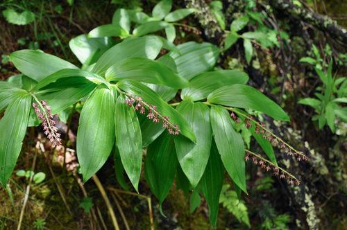 Maianthemum purpureum
