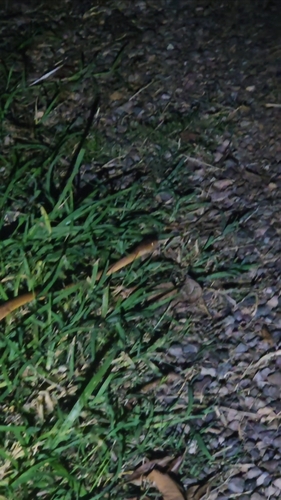 Brown Tree Snake sighting