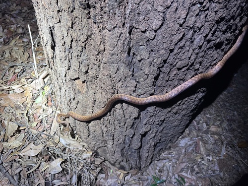 Brown Tree Snake sighting