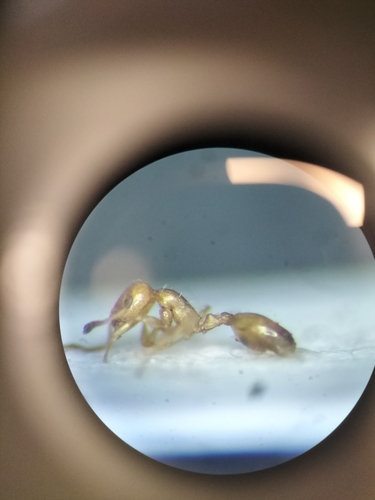 Temnothorax cristinaeTemnothorax cristinae
