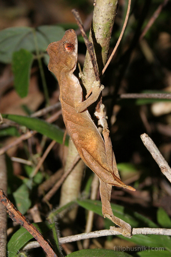 Spearpoint Leaf-tail Gecko