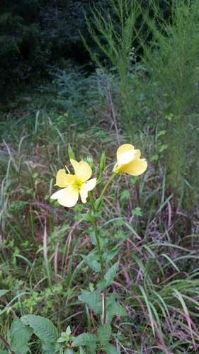 largeflower evening primrose (Oenothera grandiflora)
