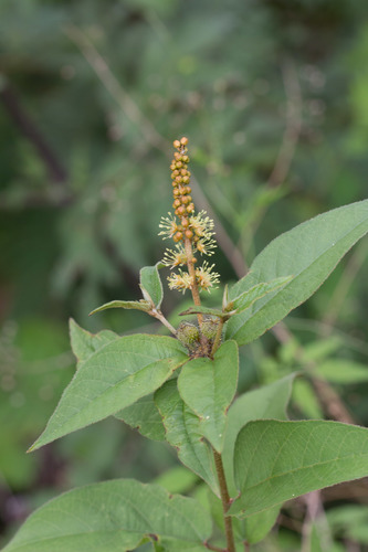 Croton morifolius
