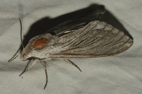 Asellus Sphinx
