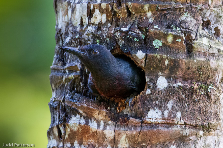 Guadeloupe Woodpecker photo