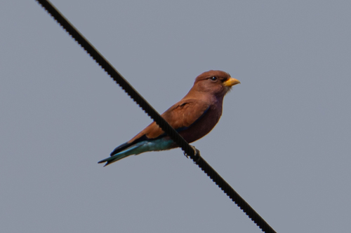 Broad-billed Roller