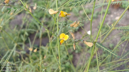 Sesbania transvaalensis