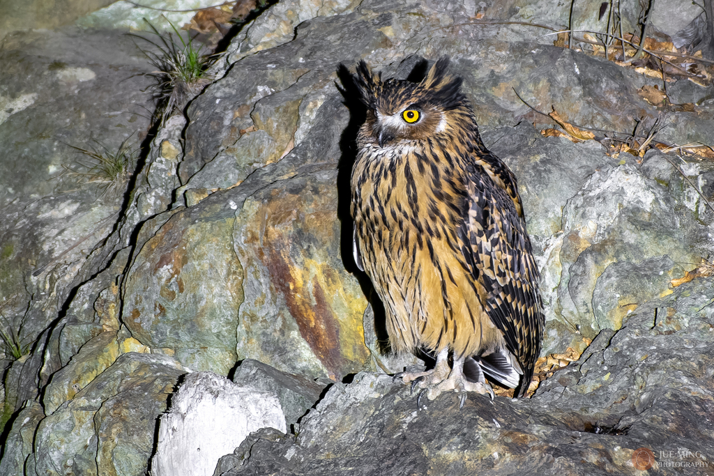 Tawny Fish-Owl (Ketupa flavipes) photo