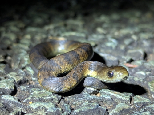 Eastern Tiger Snake sighting