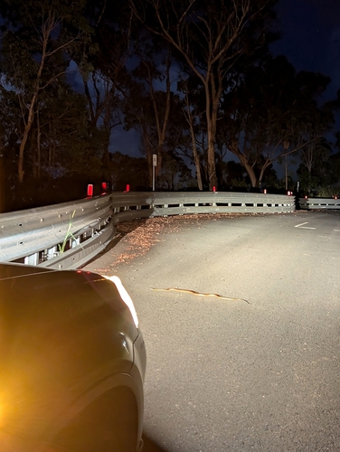 Brown Tree Snake sighting