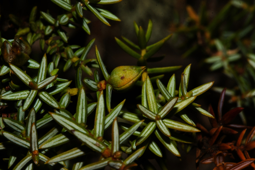 Portuguese prickly juniper