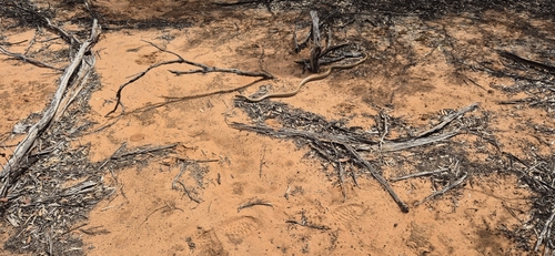Australian Brown Snakes sighting